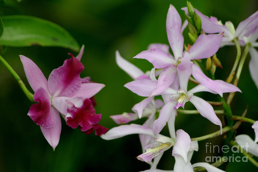 Orchids Photograph - Harmony by Living Color Photography Lorraine Lynch