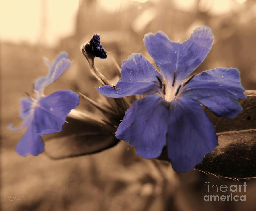 Flower Photograph - Harmony by Robert ONeil