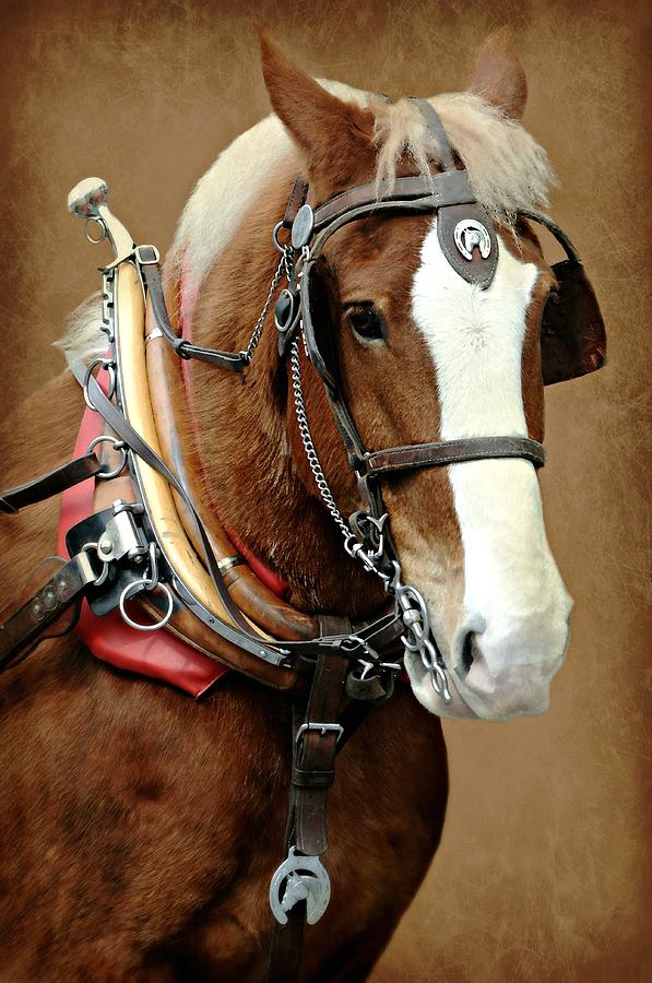 Horse Photograph - Harness by Diana Angstadt