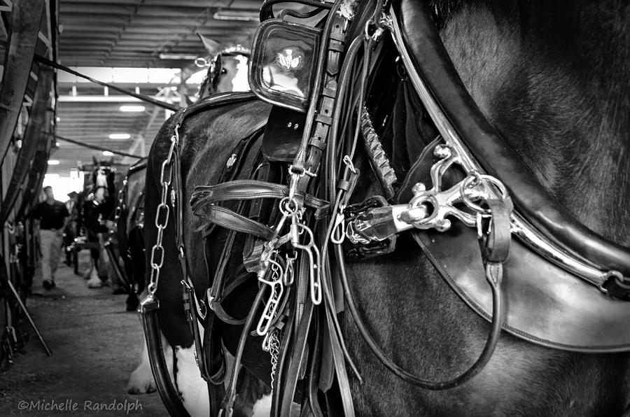 Draft Horse Photograph - Harnessing the 6 by Michelle Randolph
