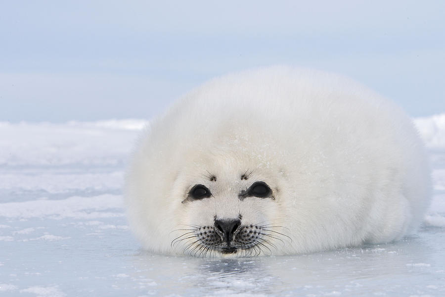 Harp Seal Photograph by M. Watson - Fine Art America