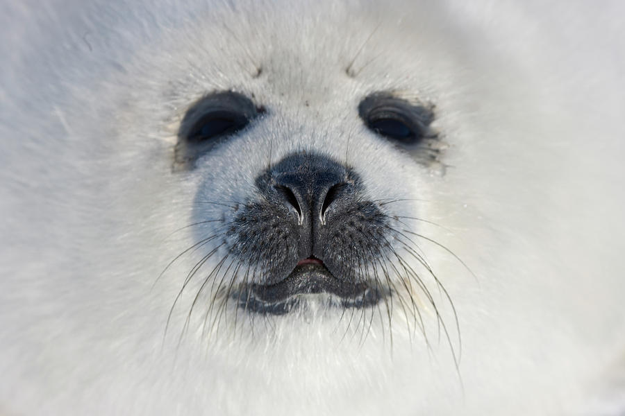 Nature Photograph - Harp Seal Pup, Close Up, Iles De La by Keren Su