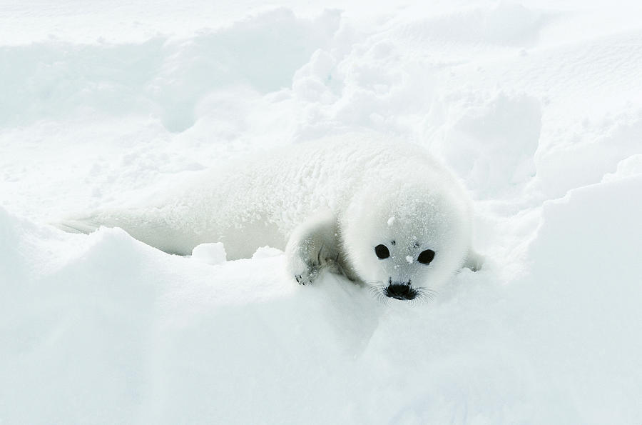 Harp Seal Pup Photograph by Dan Guravich