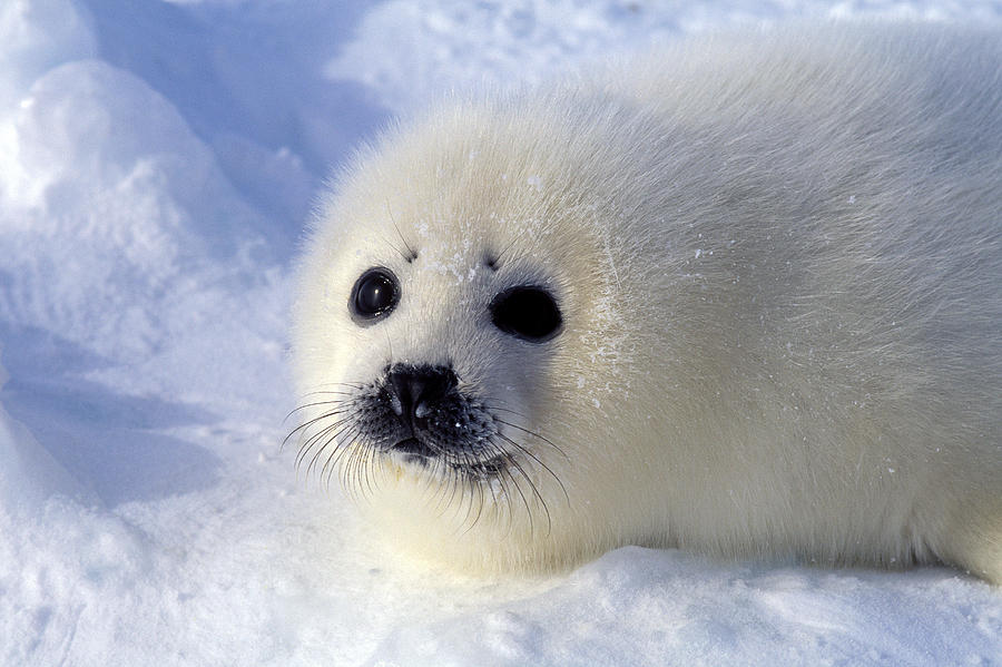 Animal Photograph - Harp Seal Pup by Francois Gohier