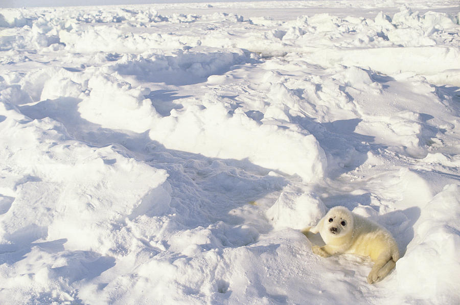Harp Seal Pup Gulf Of St Lawrence Canada Photograph by Gerry Ellis