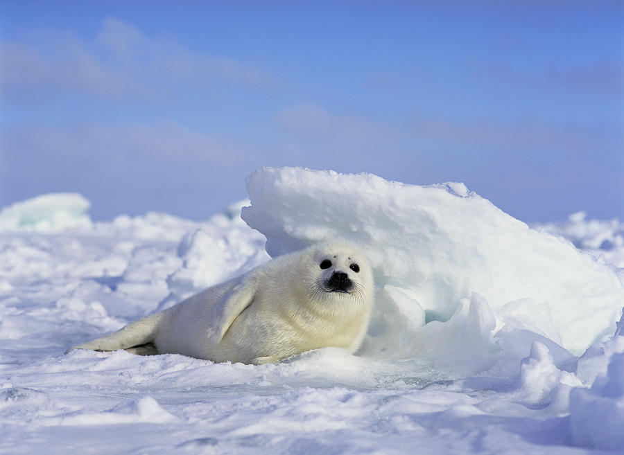 Harp Seal Pup Gulf Of St Lawrence Canada Photograph by Shogo Asao