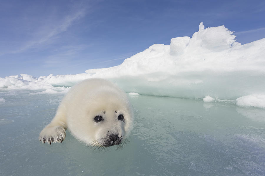 Harp Seal Pup Gulf Of St Lawrence Photograph by Ingo Arndt | Fine Art ...