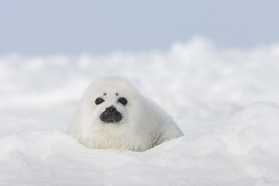 Harp Seal Pup On Ice Magdalen Islands Photograph by Ingo Arndt - Fine ...