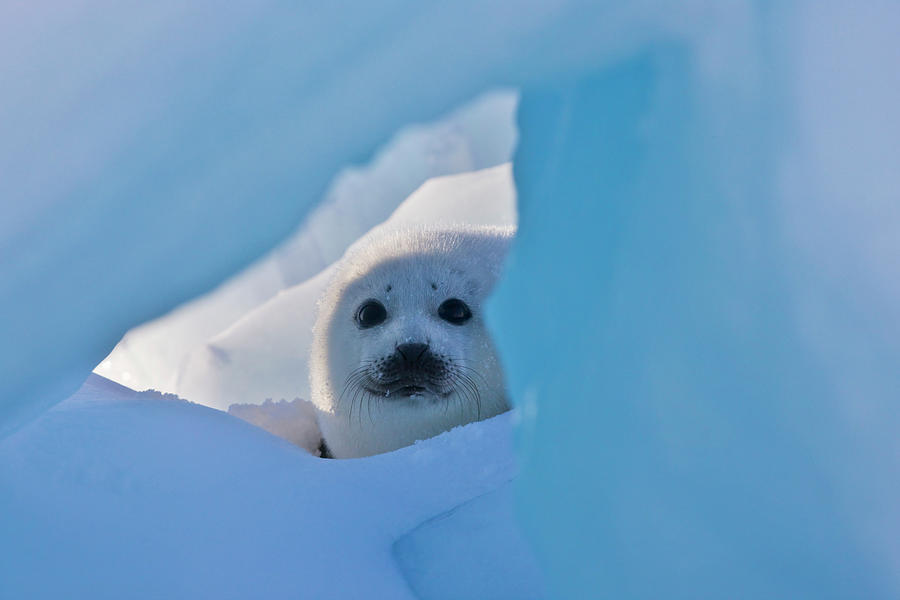 Harp Seal Pup Seen Through Hole In Ice By Keren Su