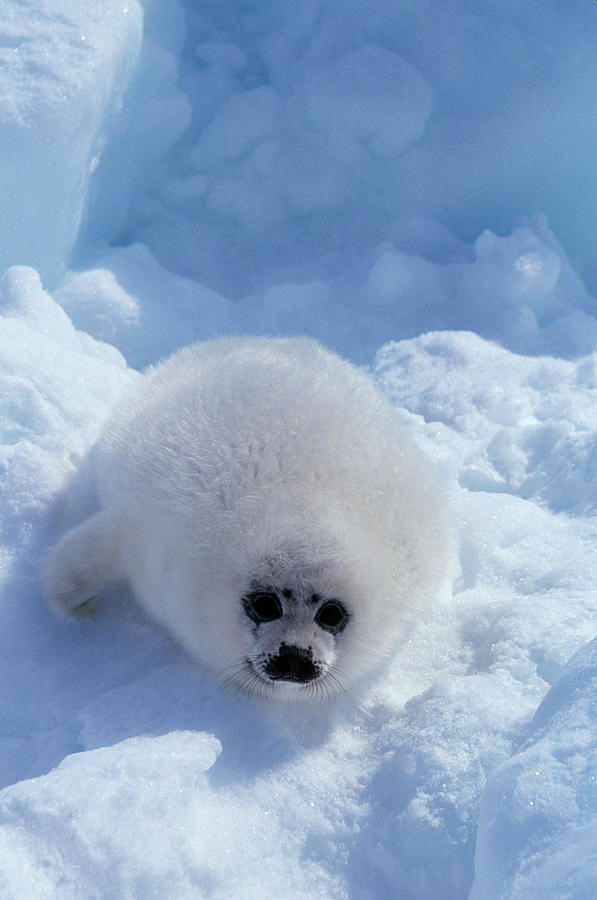 Amphibians Photograph - Harp Seal Pup White Coat Of Fur by Animal Images
