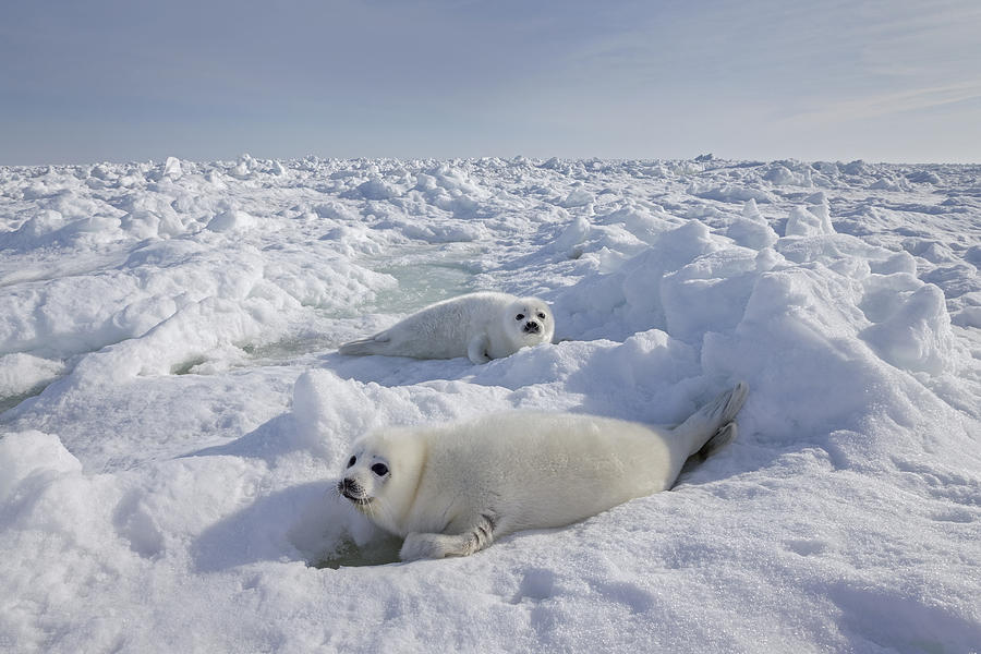 Harp Seal Pups Camouflaged On Ice Canada Photograph by Ingo Arndt