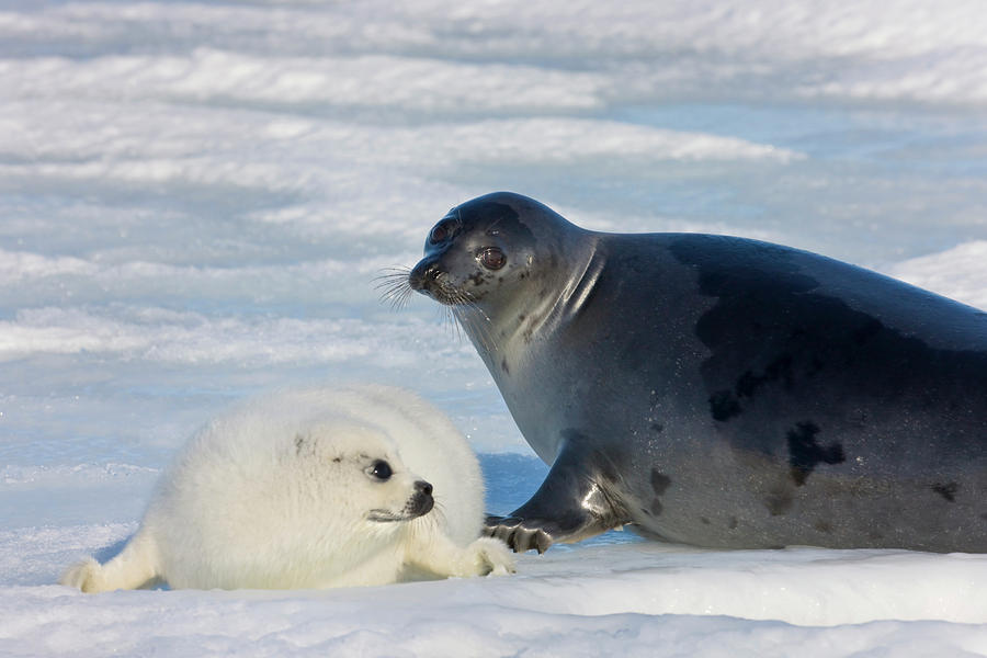 Nature Photograph - Harp Seals, Mother With Cub On Ice by Keren Su