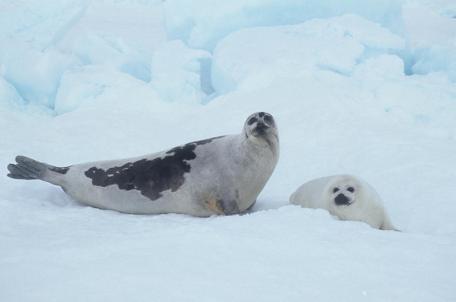 Harp Seals On Hudson Bay Photograph By Carl Purcell Pixels