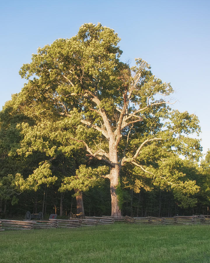 Harpers Battery Tree Photograph by Mike Talplacido - Pixels