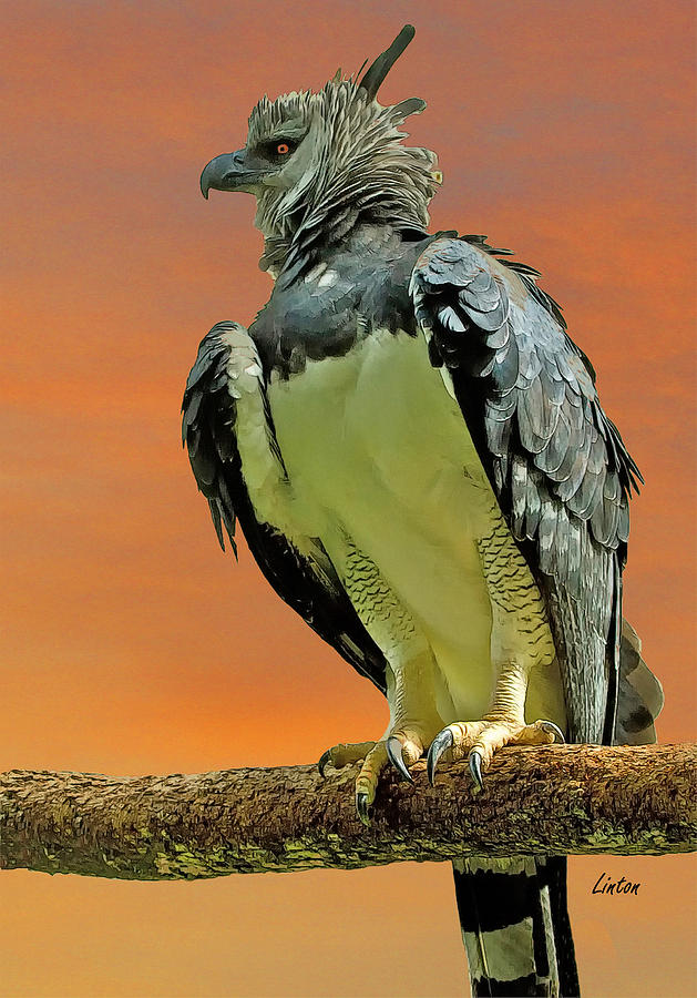 Harpy Eagle 2 Digital Art by Larry Linton