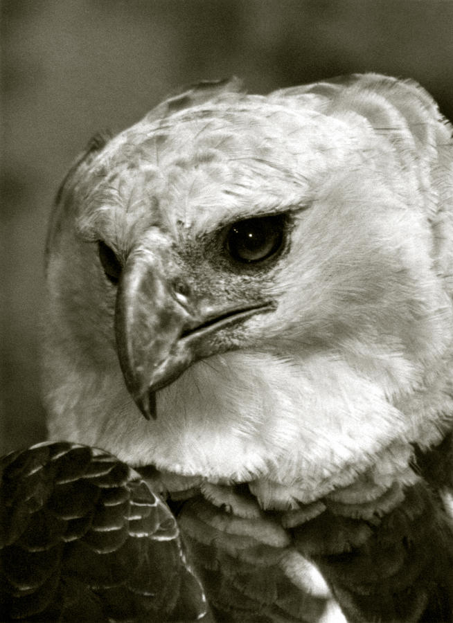 Harpy Eagle Photograph by Amarildo Correa