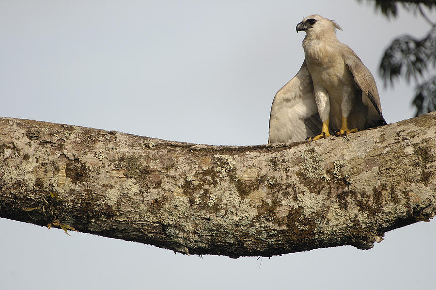 Harpy Eagle Chick In Kapok Tree Photograph by Pete Oxford