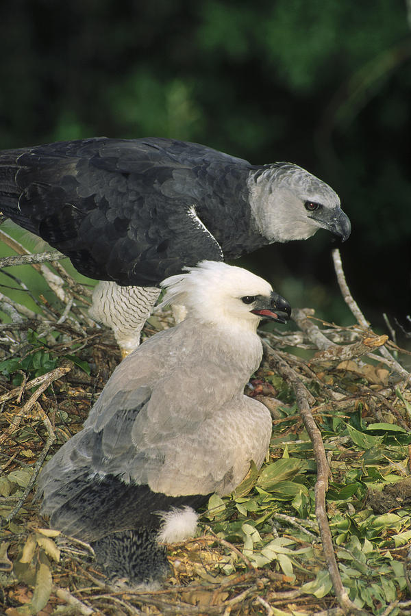 Harpy Eagle Female And Chick Amazonian Photograph by Tui De Roy