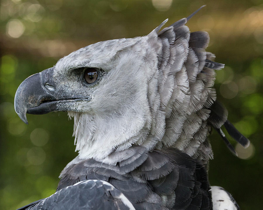 Harpy Eagle Feathers