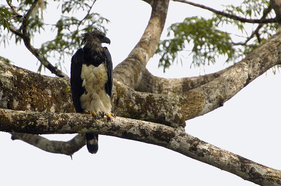 Harpy Eagle In Kapok Tree Photograph by Pete Oxford