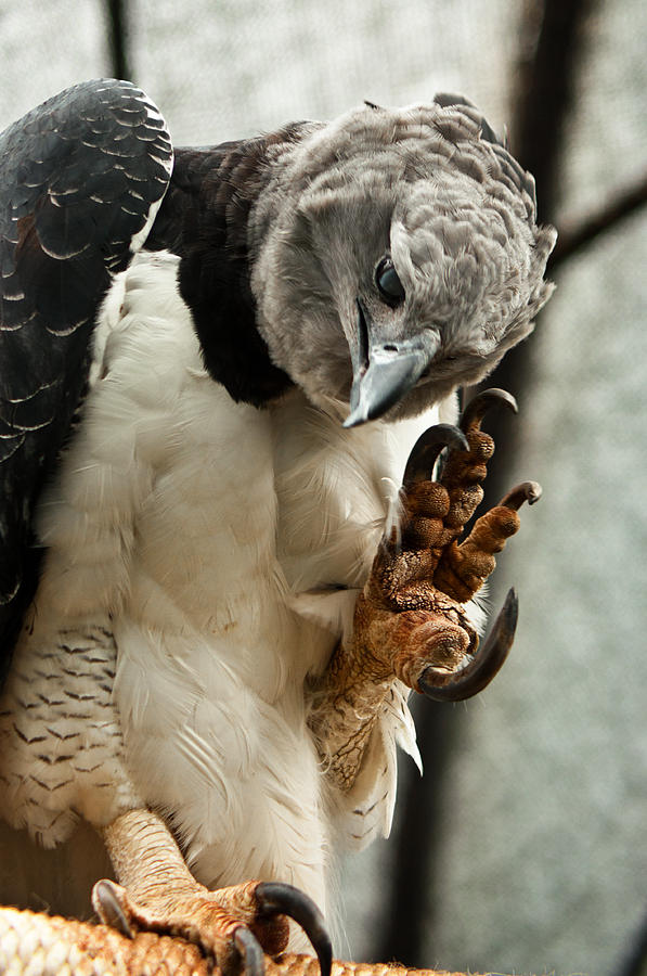 Eagle Photograph - Harpy Eagle by Jess Kraft