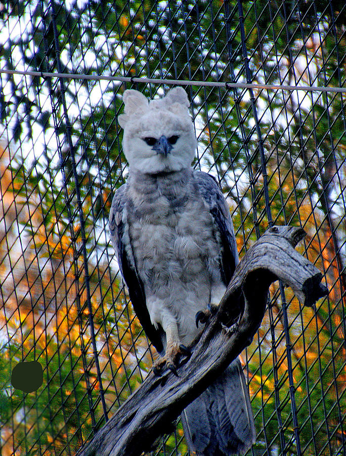 Harpy Eagle Photograph