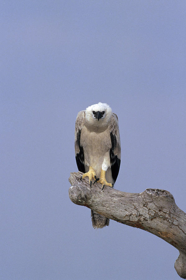 Harpy Eagle Juvenile Silk-cotton Tree Photograph by Tui De Roy