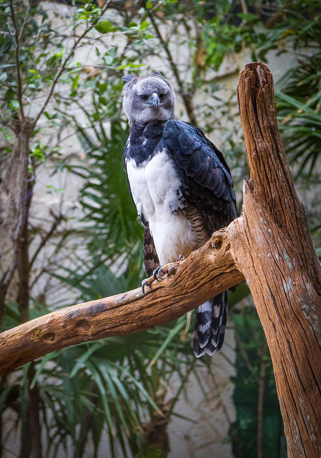 Harpy Eagle Photograph by Ken Stanback