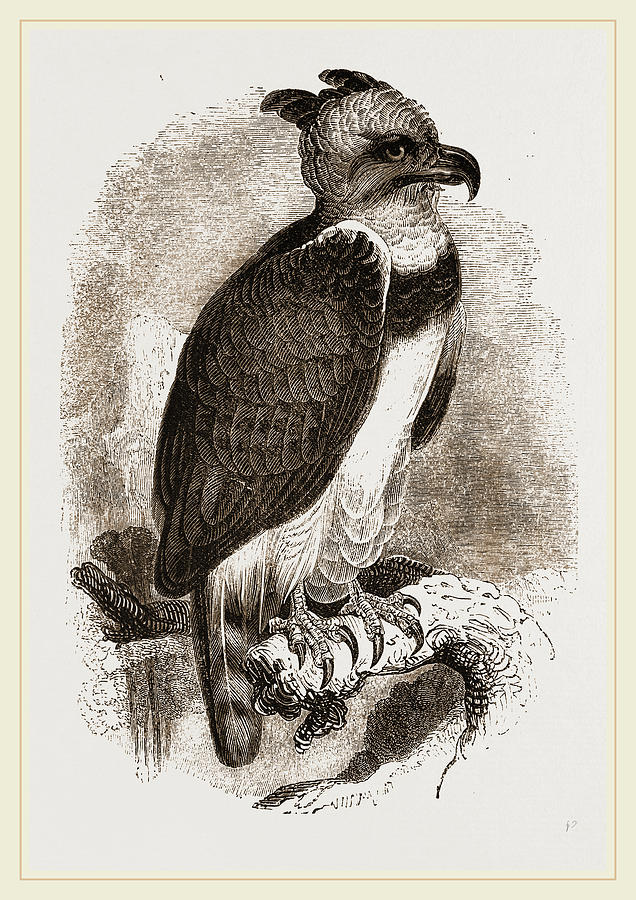 Nature Drawing - Harpy Eagle by Litz Collection
