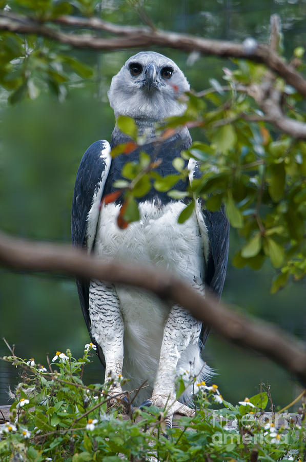 Harpy Eagle Photograph by Mark Newman