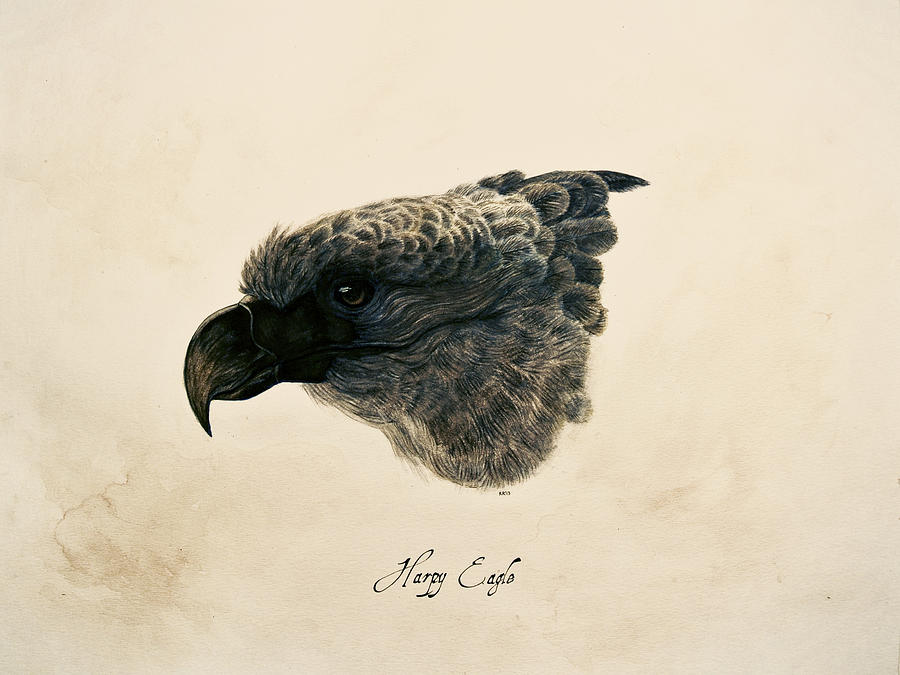 Eagle Painting - Harpy Eagle by Rachel Root Eagle Painting - Harpy Eagle by Rachel Root