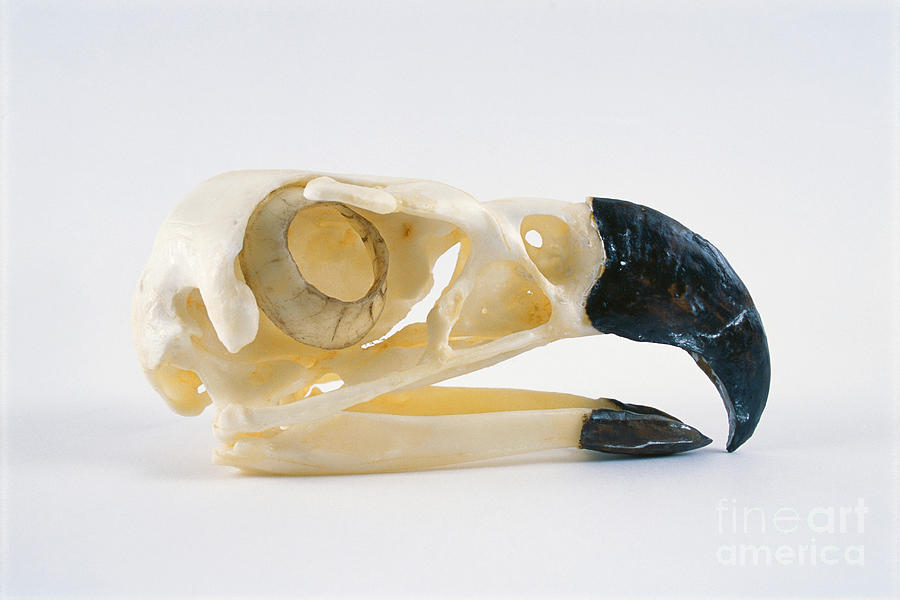 Harpy Eagle Skull Photograph by Barbara Strnadova