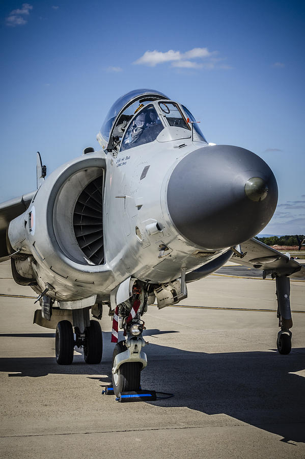Harrier Photograph by Bradley Clay