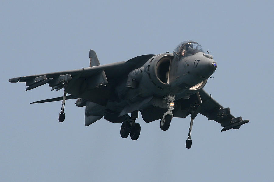 Harrier Photograph by Donna Corless