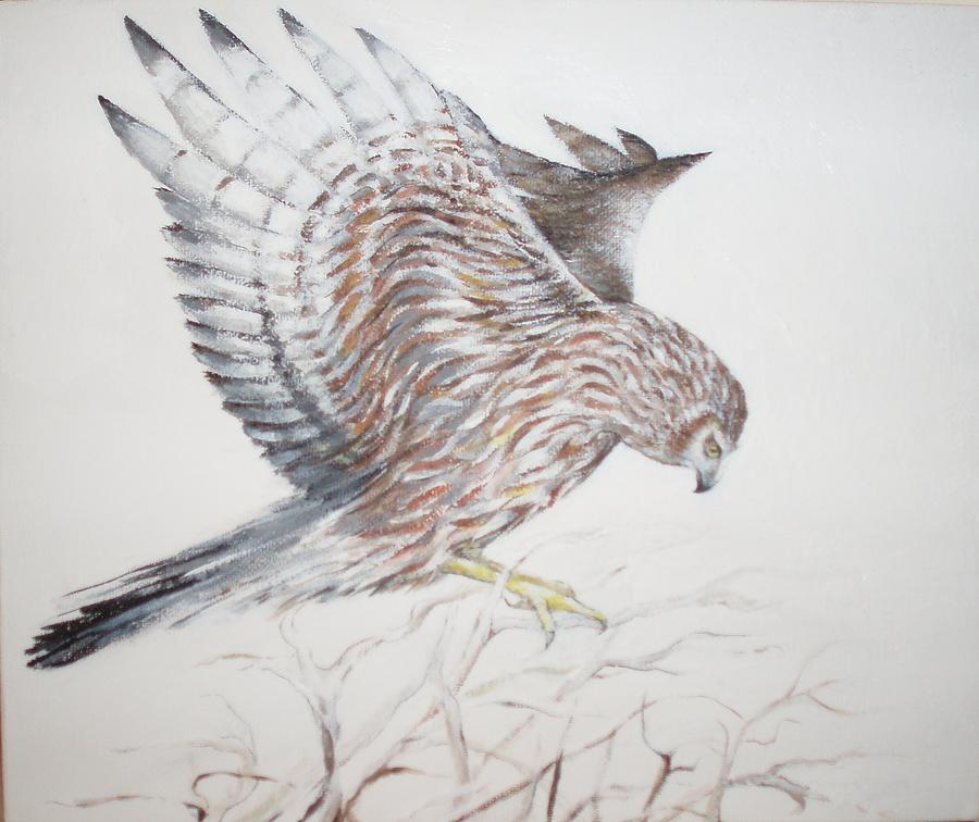Harrier Hen Painting by Barbara Anna Cichocka