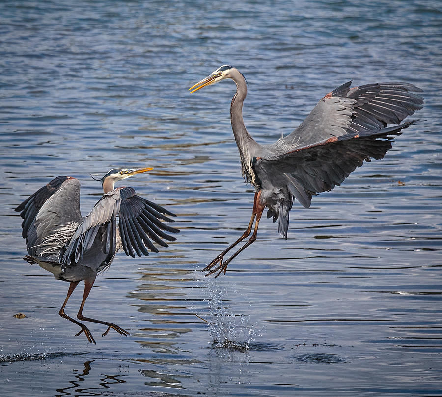 Harrier Herons Photograph by Wes and Dotty Weber
