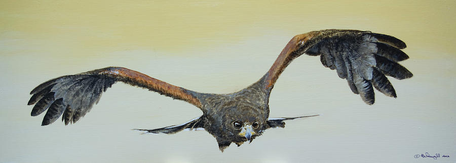 Harris Hawk Painting by Alan Pickersgill