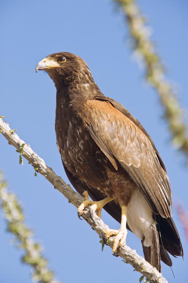 Harris hawk in an ocotillo bush Photograph by Science Photo Library ...