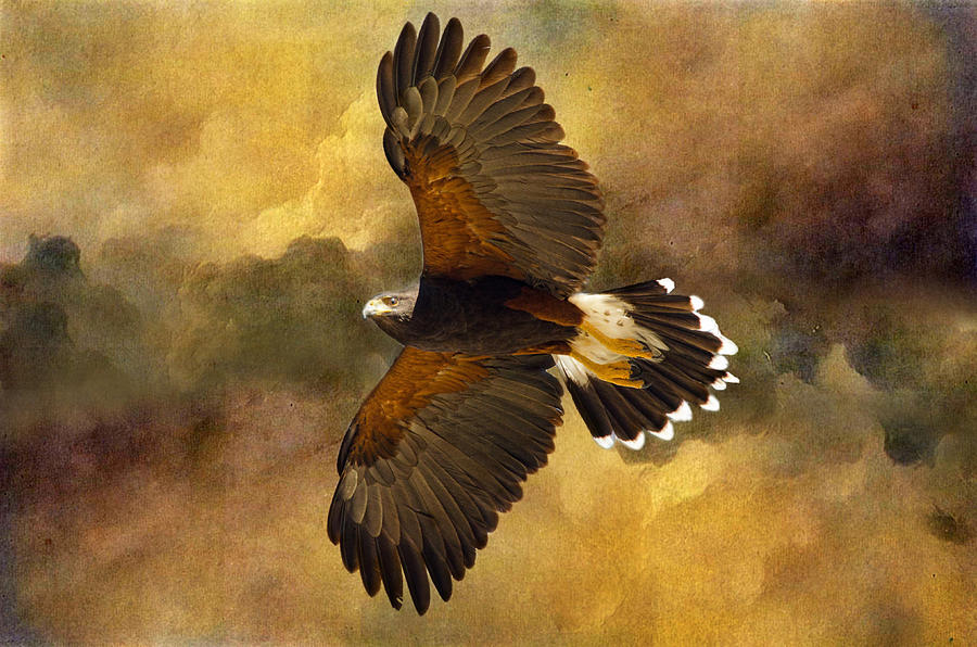 Harris Hawk in Flight Photograph by Barbara Manis