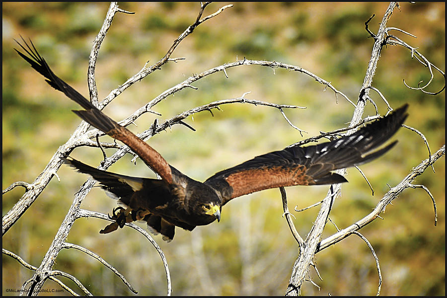 Wildlife Photograph - Harris Hawk in Flight by LeeAnn McLaneGoetz McLaneGoetzStudioLLCcom