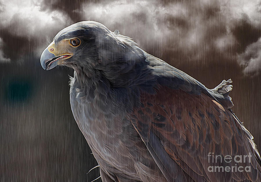 Harris Hawk In The Rain Photograph By Michael Moriarty