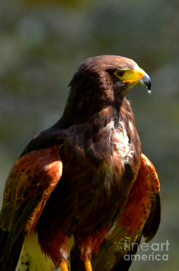 Harris Hawk in Thought Digital Art by Pravine Chester