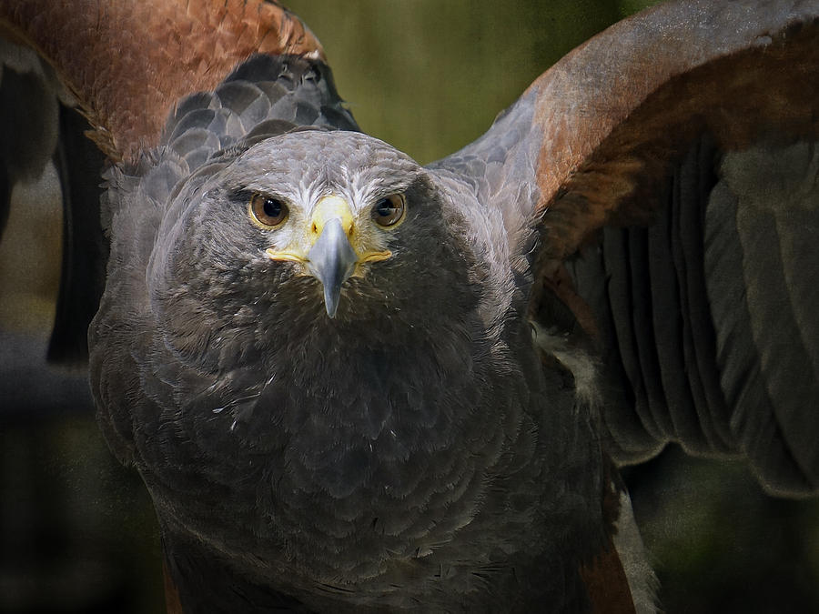 Hawk Photograph - Harris Hawk by Inge Riis McDonald