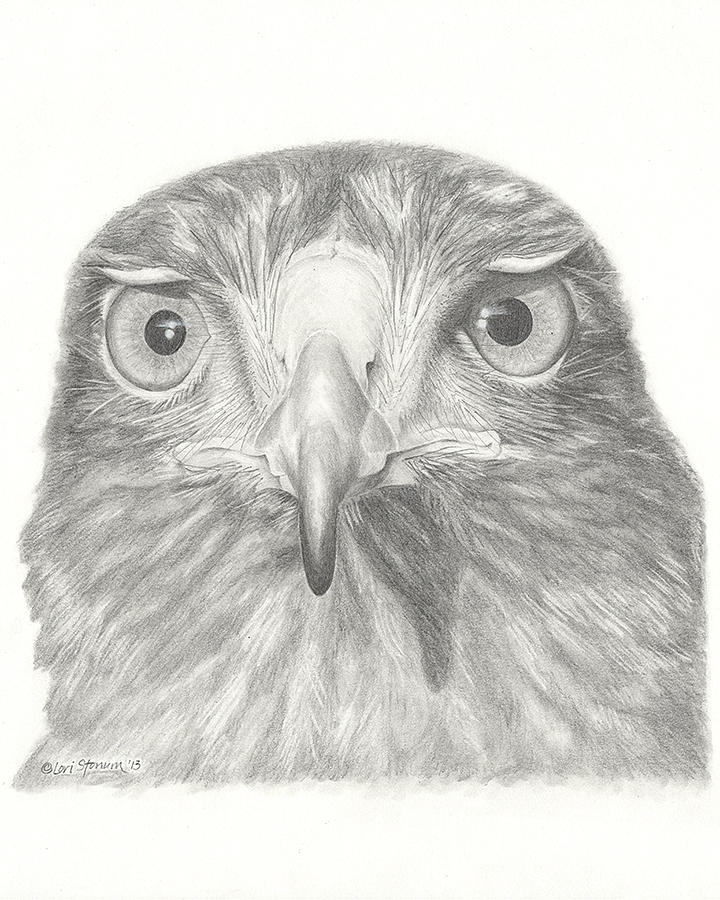 Harris Hawk Drawing By Lori Stonum