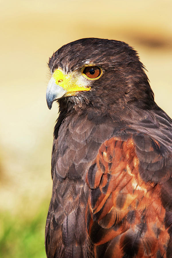Hawk Photograph - Harris Hawk (parabuteo Unicinctus by Piperanne Worcester