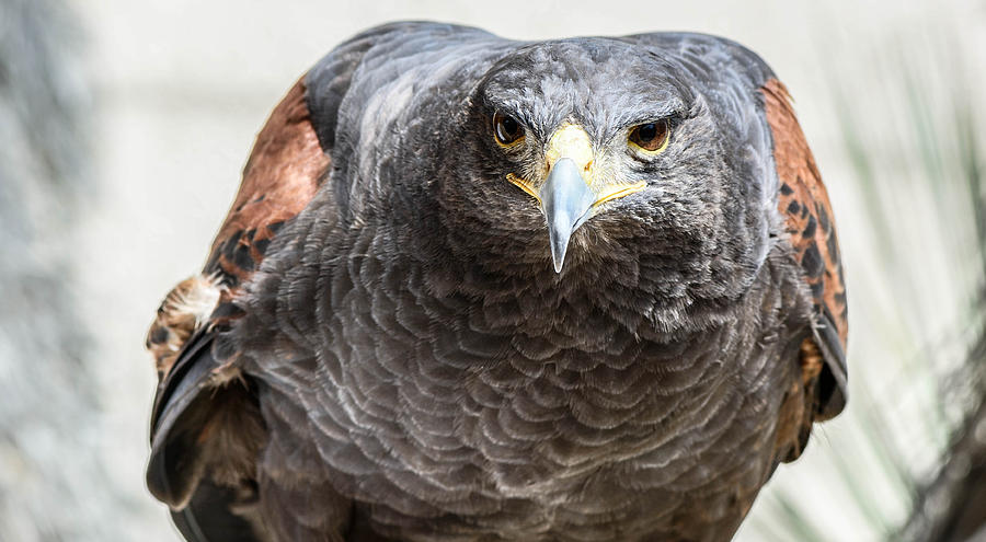 Harris Hawk ready for attack Photograph by Michael Moriarty Harris Hawk ready for attack Photograph by Michael Moriarty