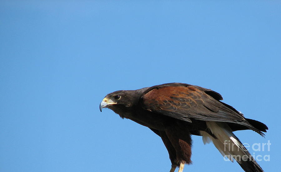 Harris Hawk Ready for Takeoff Photograph by Rose Santuci-Sofranko