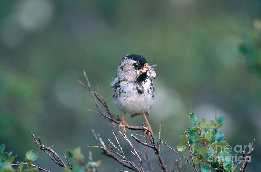 Harris Sparrow Photograph by William H. Mullins