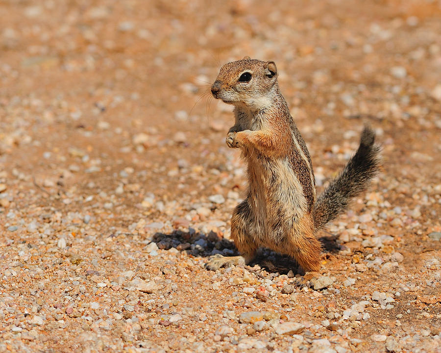 Harris's Antelope Squirrel Photograph by Tony Beck - Fine Art America