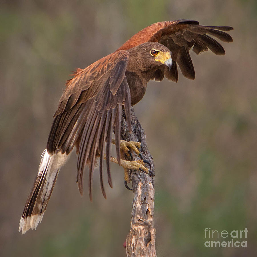 Bird Photograph - Harriss Hawk 1 by Jerry Fornarotto